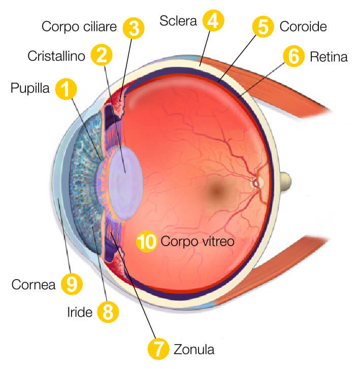 Anatomia oculare